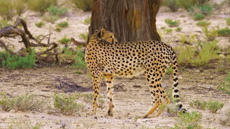 male cheetah drinking and looking startled by the noise in the surroundings in south africa