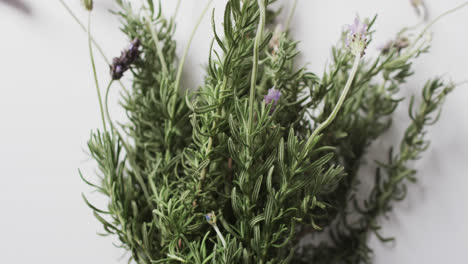 Video-of-lavender-flowers-and-leaves-with-copy-space-on-white-background