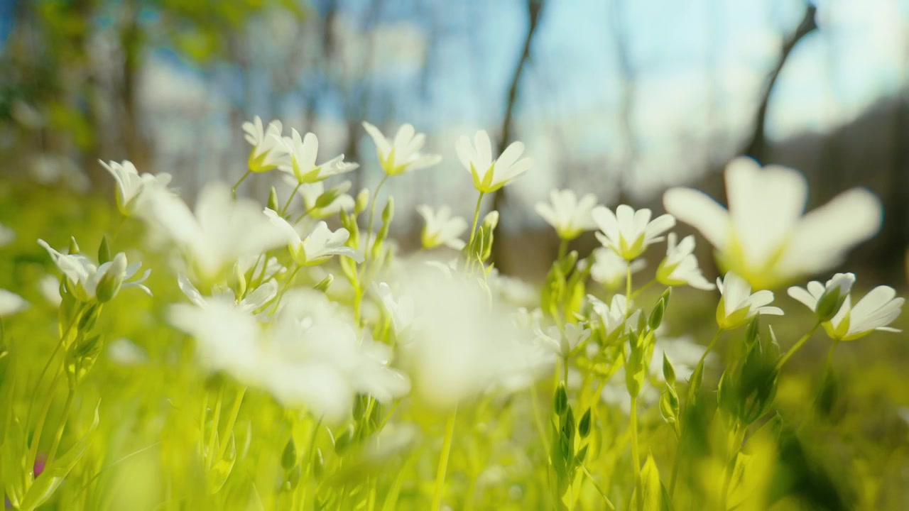 A close-up shot of vibrant white flowers, with a vivid blue sky in the background, highlighting nature's serene beauty