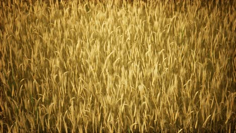ripe yellow rye field under beautiful summer sunset sky with clouds