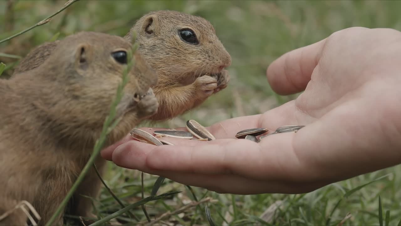 두 마리의 groundhogs가 어린이의 손에서 먹고 있습니다.