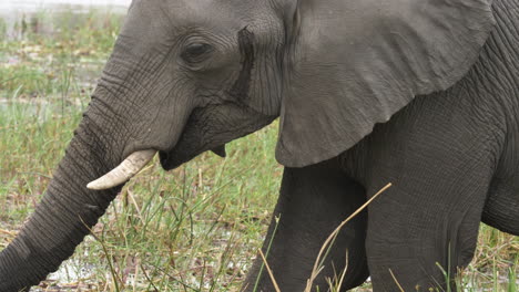 a close up shot of an adolescent elephant digging for food with his trunk in an african wetland