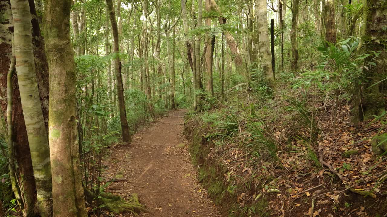 Handheld Footage along the Dave's Creek Circuit walk in Lamington National Park, Gold Coast Hinterland, Australia