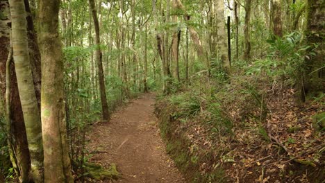 Handheld-Footage-along-the-Dave's-Creek-Circuit-walk-in-Lamington-National-Park,-Gold-Coast-Hinterland,-Australia