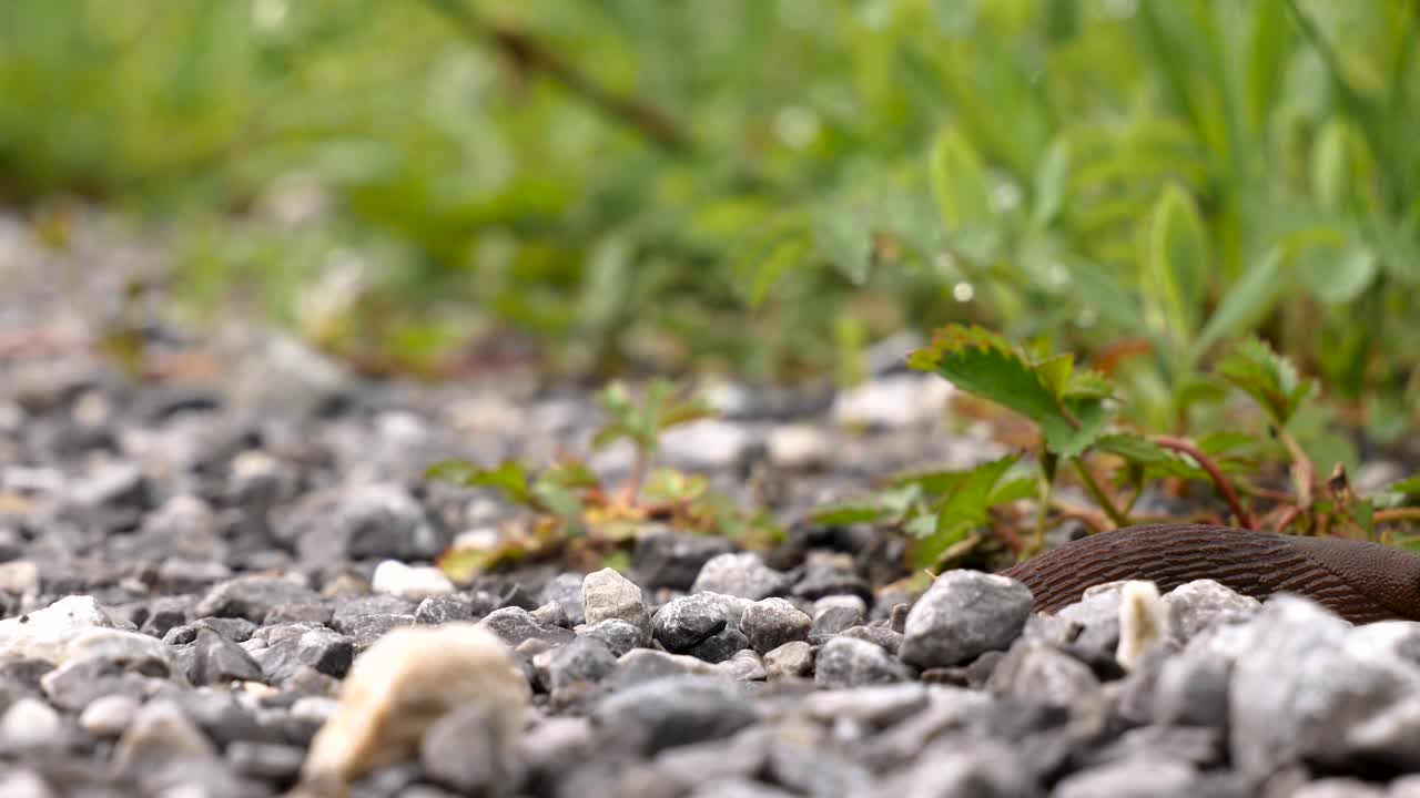 Close up shot of a brown slug crawling over a gravel road from the left and exiting to frame on the right