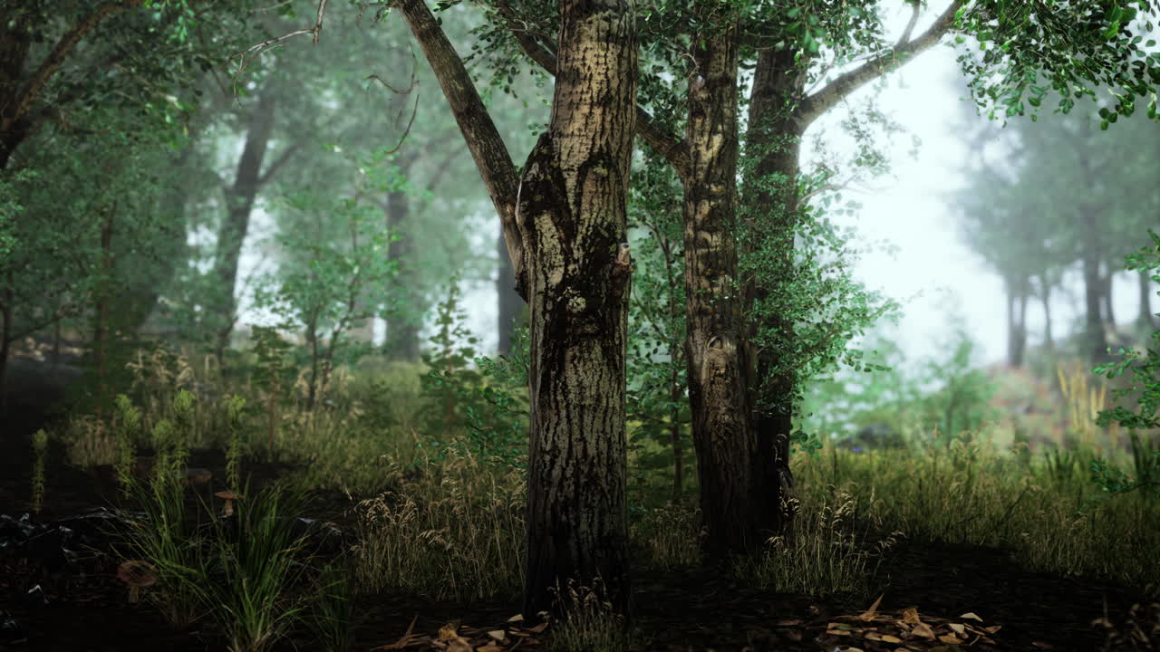 Mañana brumosa en el bosque