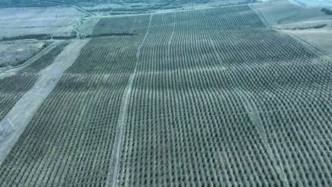 drone shoot of precision of tree planting in a vast agricultural field. the neat rows create a geometric pattern on the land, emphasizing efficiency and order in farming practices