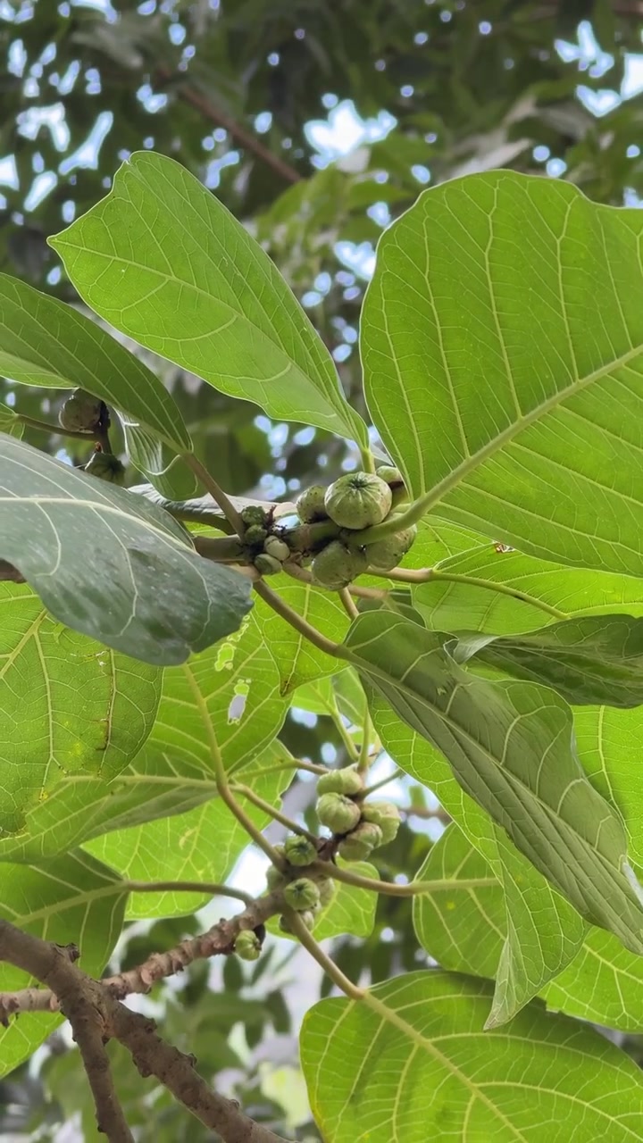 Close-up of Green Fig Fruit Growing on Tree Branch