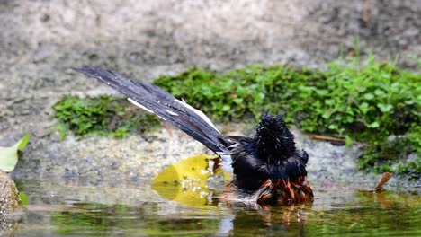 white-rumped shama bathing in the forest during a hot day, copsychus malabaricus, in slow motion