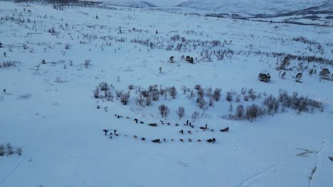 Drohnenaufnahme-Eines-Hundeschlittens-In-Tromsø,-Norwegen-Im-Winter-Mit-Schnee