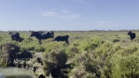 bueyes negros junto a un río caminan relajados a través de las praderas en francia