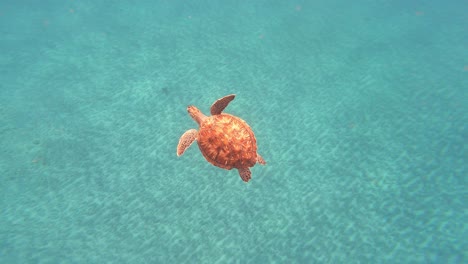 fascinating loggerhead sea turtle exploring sea in cape verde island, west africa