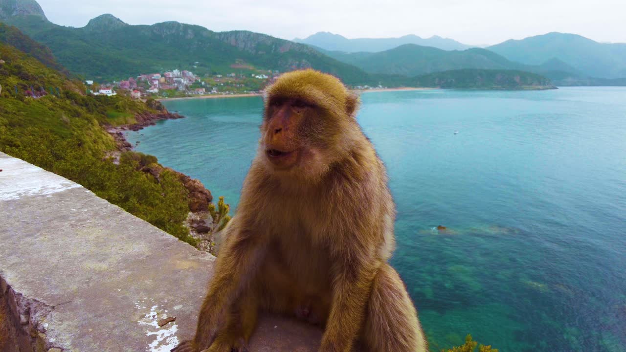 Barbary macaque munches on nuts offered by a human hand. Behind it, the dramatic cliffs of the North African Mediterranean coast rise above the deep blue sea. Filmed near Jijel, Algeria