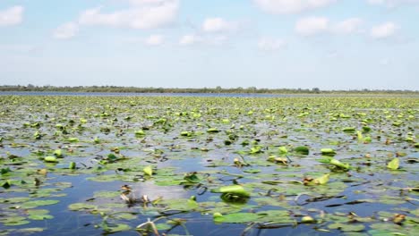 Hermosa-Vista-De-Nenúfares-Verdes-En-Las-Aguas-Del-Delta-Del-Danubio---Primer-Plano