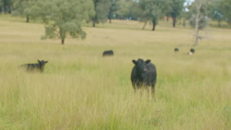 Foco-Lento-De-4k-De-Ganado-Lechero-Negro-En-Potrero-De-Hierba-Verde-En-Una-Granja-Rural,-Australia