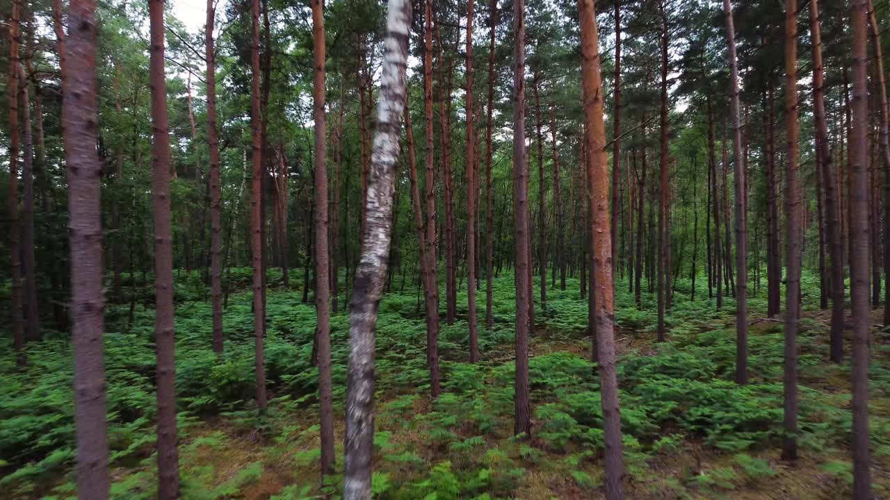 Fitta foresta di conifere, volo estremo ravvicinato tra gli alberi.