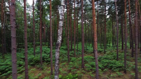 Dense-conifer-forest,-extreme-flying-through-close-to-trees