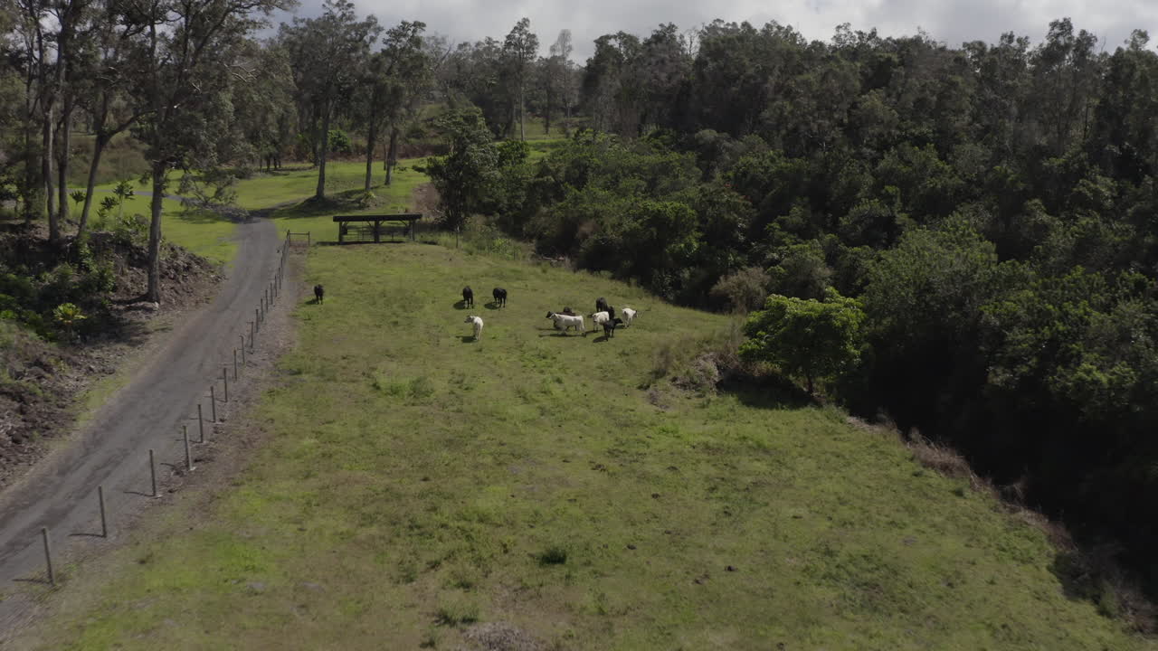Mucche al pascolo in una fattoria di campagna sull'isola grande delle Hawaii, POV drone