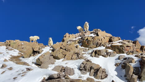 Bergziege,-Schafherde,-Familie,-Gipfel-Des-Rocky-Mountain-Nationalparks-In-Colorado,-König-Des-Gipfels,-Atemberaubender,-Leuchtend-Blauer-Himmel,-Frischer-Schnee,-14er-Mount-Lincoln,-Bross-Evans,-Greys-Torreys,-Wild-Lebende-Tiere,-Pfanne