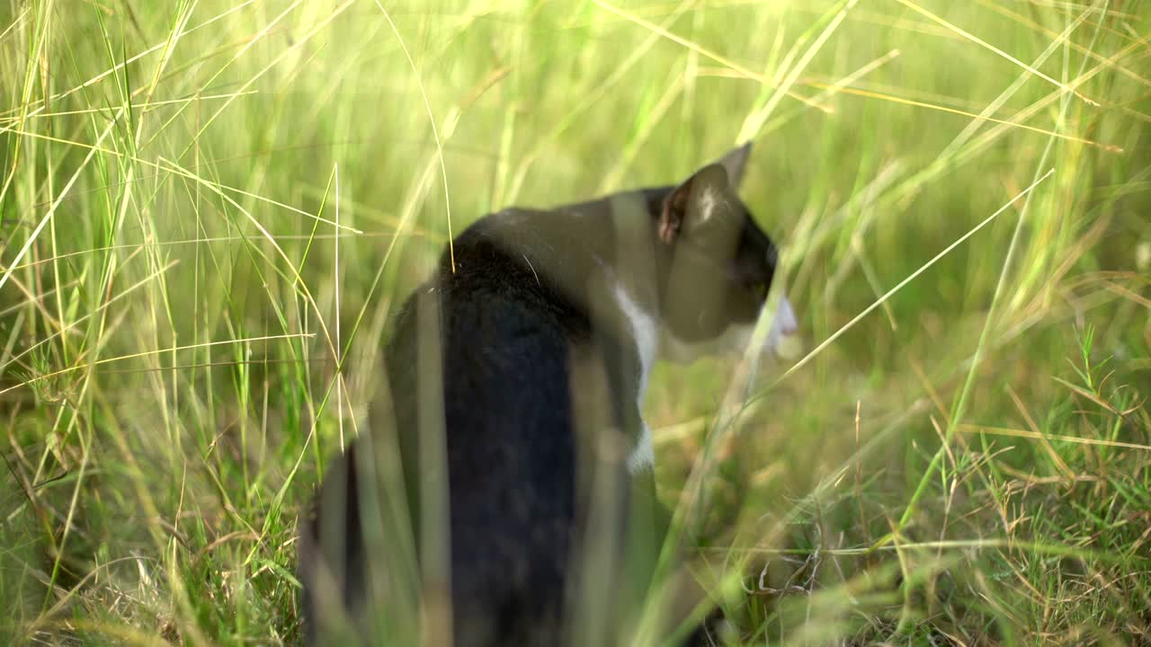 Gatto che corre nell'erba in giardino