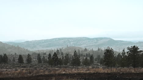 Forest-Under-Frost:-A-Snowfall-Spectacle