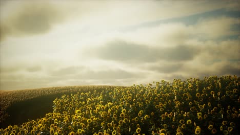 Sonnenblumenfeld-Und-Bewölkter-Himmel