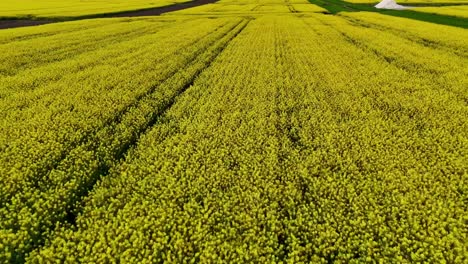 drone aerial view of a rapeseed blossom field in romania