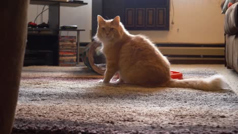 Big-Long-Haired-Orange-Domestic-Tabby-Cat-Shakes-Head-In-Slow-Motion