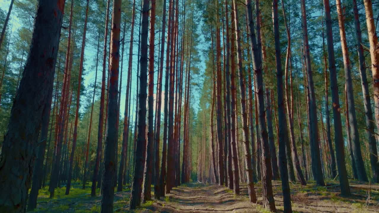 ecoturismo en una hermosa zona boscosa, pintoresco pinero en la mañana de verano, 4k, prores