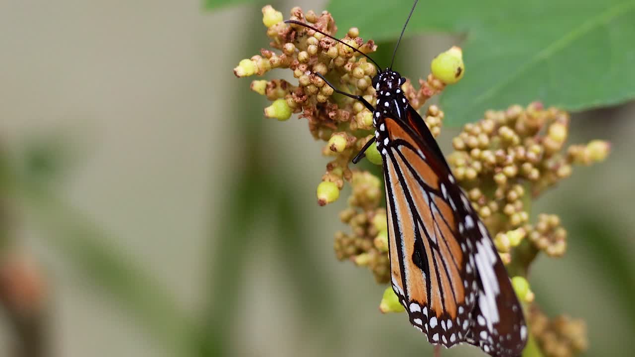 mariposa alimentándose de flores en un parque