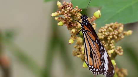 butterfly feeding on flowers in a park