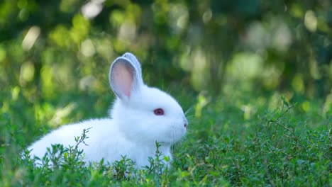 cute white bunny rabbit sitting on picnic blanket in park,on green grass under blossom tree.adorable animal in small basket,sunny spring day,easter holiday.kid is petting rabbit