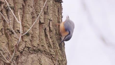 eurasian nuthatch looking for insects on tree bark