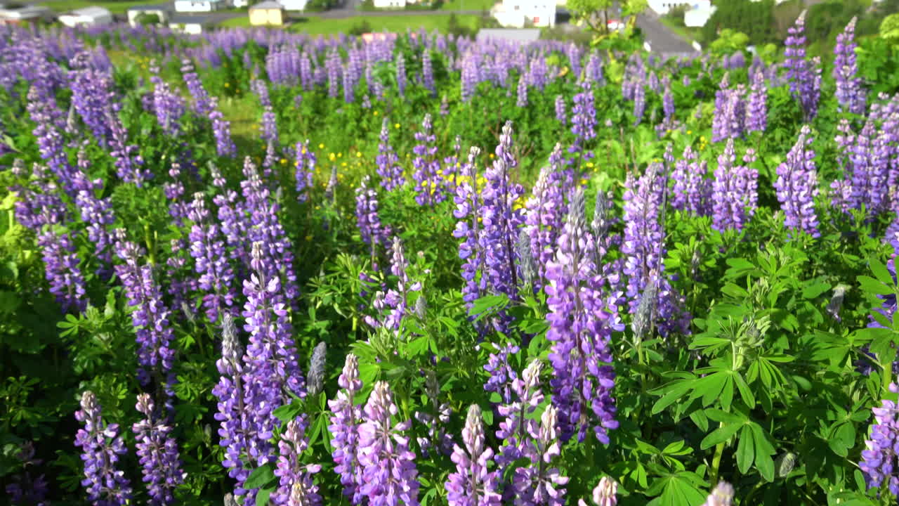 la hermosa ciudad de vik i myrdal islandia en verano.