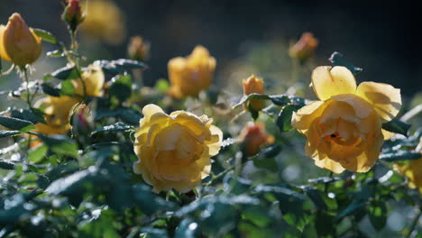 beautiful yellow roses growing green bushes close up. landscape blooming shrubs.