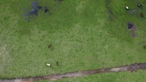 aerial: top down flying over horses in a field