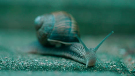 snail slowly crawling on the road close-up macro shot