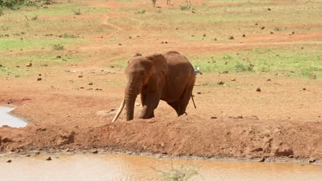 Thirsty-African-Elephant-Walking-Towards-The-Waterhole-In-Tsavo-National-Park,-Kenya,-Africa