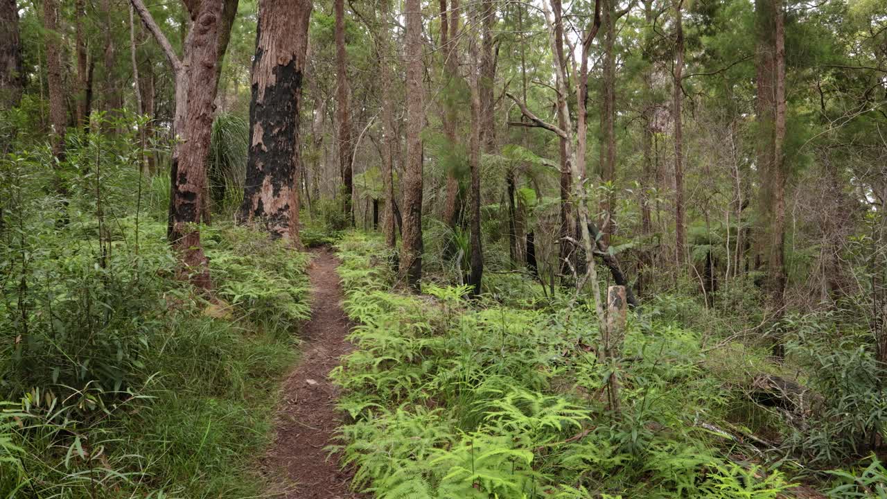 Handheld Footage of burnt trees recovery along the Dave's Creek Circuit walk in Lamington National Park, Gold Coast Hinterland, Australia