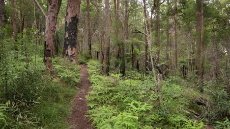 Handheld-Footage-of-burnt-trees-recovery-along-the-Dave's-Creek-Circuit-walk-in-Lamington-National-Park,-Gold-Coast-Hinterland,-Australia