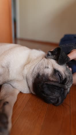 pug dog sleeping on the floor