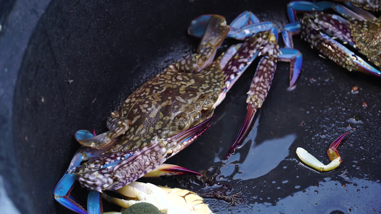 인도네시아 롬보크 섬에서 양육 중인 꽃개미의 근접 사진