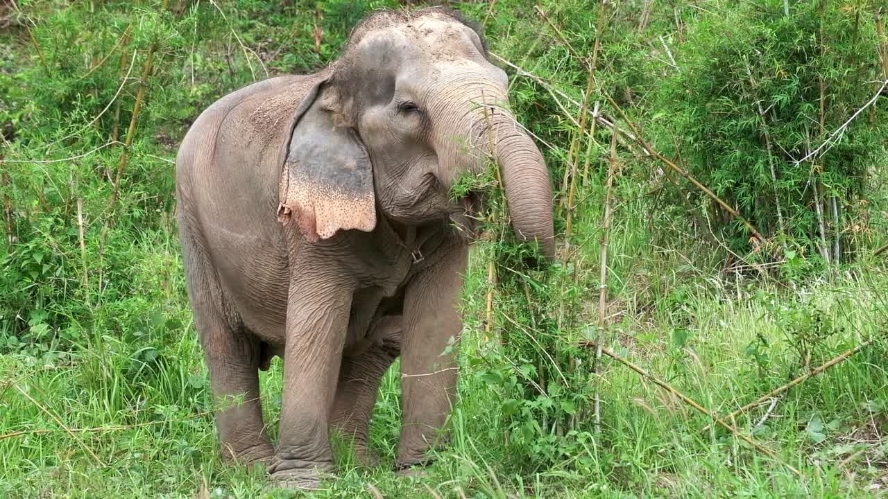 imágenes 4k de elefante indio tailandés salvaje