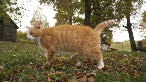 orange cat walking and looking at the camera