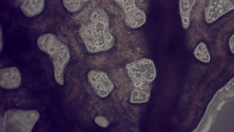 red de moho mucilaginoso que muestra flujo citoplásmico