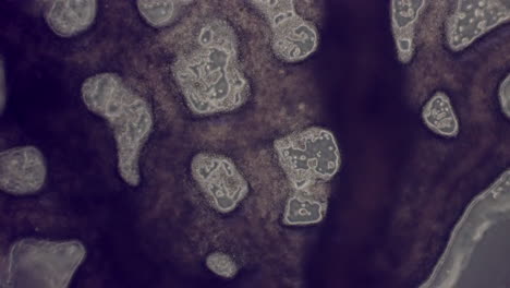 network of slime mold  showing cytoplasmic streaming