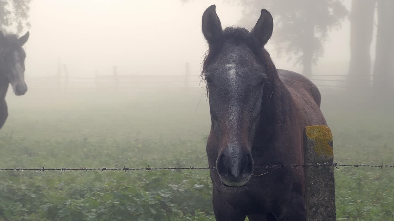 caballos en un prado llovoso mirando con curiosidad a una persona que pasa durante una mañana de niebla