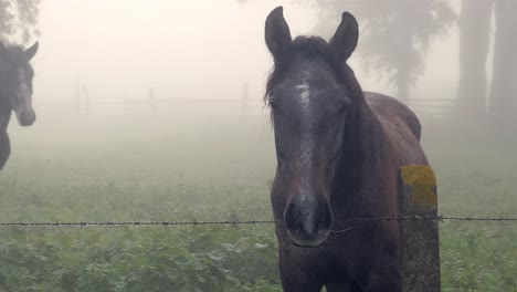 horses in a drizzly meadow curiously watching a passing person during a foggy morning