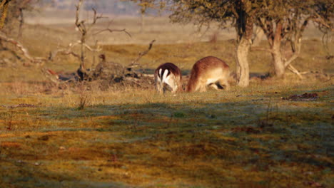 Wild-Deers-Headbutting-On-Field.---wide-shot