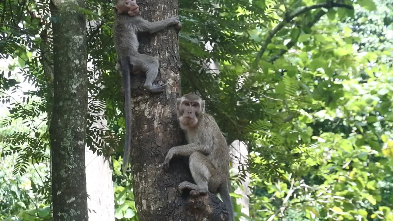 primate life while climbing. a group of monkeys climbing a tree at sacred terawang cave in Blora, central java, Indonesia. Close up of mammals HD video.